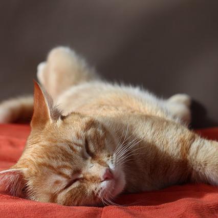Como baixar a febre de meu gato