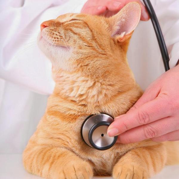 Como baixar a febre de meu gato - Passo 1