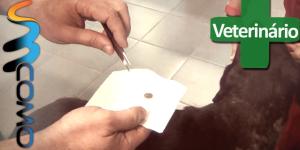 Como retirar uma carraça do cachorro