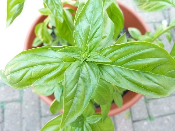 Como fazer um jardim com pouco dinheiro - Passo 1