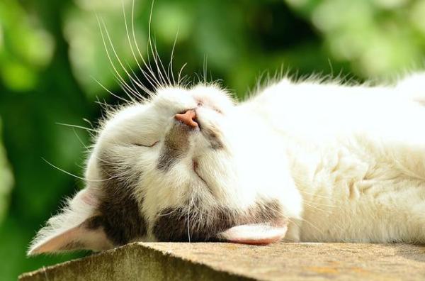 Porque meu gato morde a cauda - Morde a cauda porque tem pulgas ou outras condições