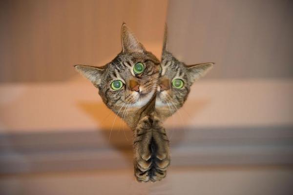 Porque meu gato morde a cauda - O tédio ou o estresse também podem ser a causa
