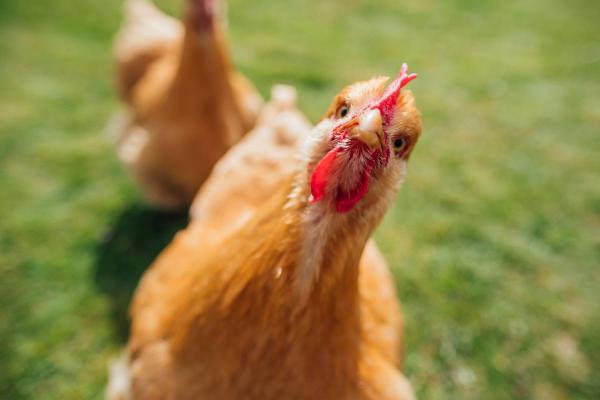 Quem veio antes, o ovo ou a galinha? - Curiosidades sobre as galinhas