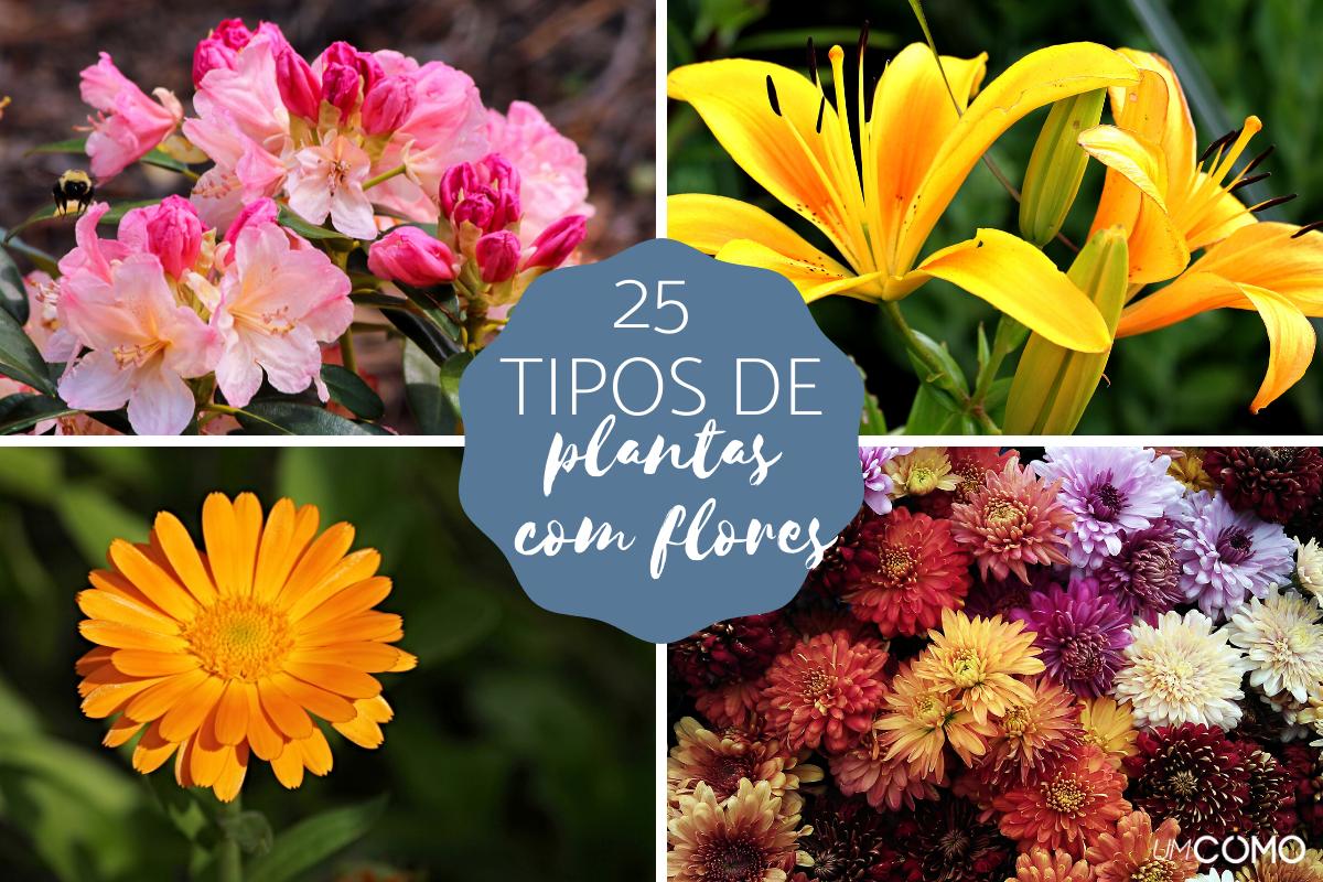 Plantas com flores