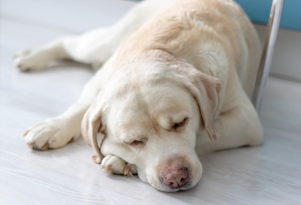 Como fazer um cachorro vomitar