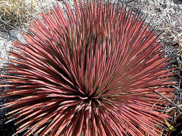 Como plantar agave palito - Agave palito rubra