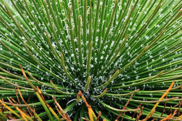 Como plantar agave palito - Como cultivar agave palito