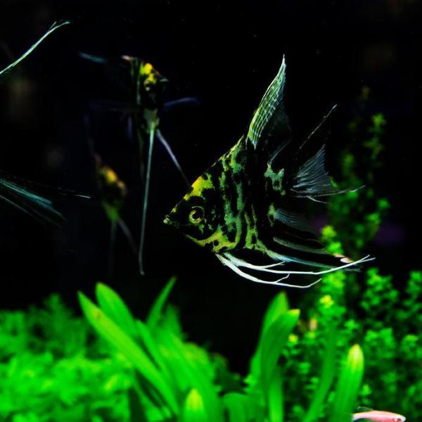 Por que meu peixe não come - Passo 1