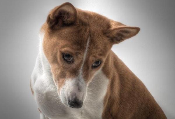 Como tratar dor de estômago em um cachorro
