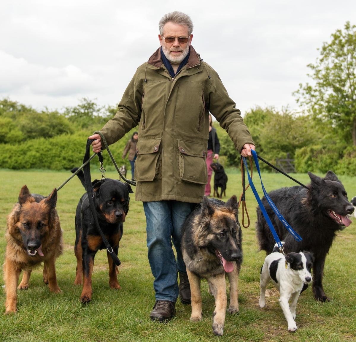 Como ser o líder do seu cão