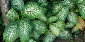 Como cuidar da planta Comigo-ninguém-pode - Dicas e precauções