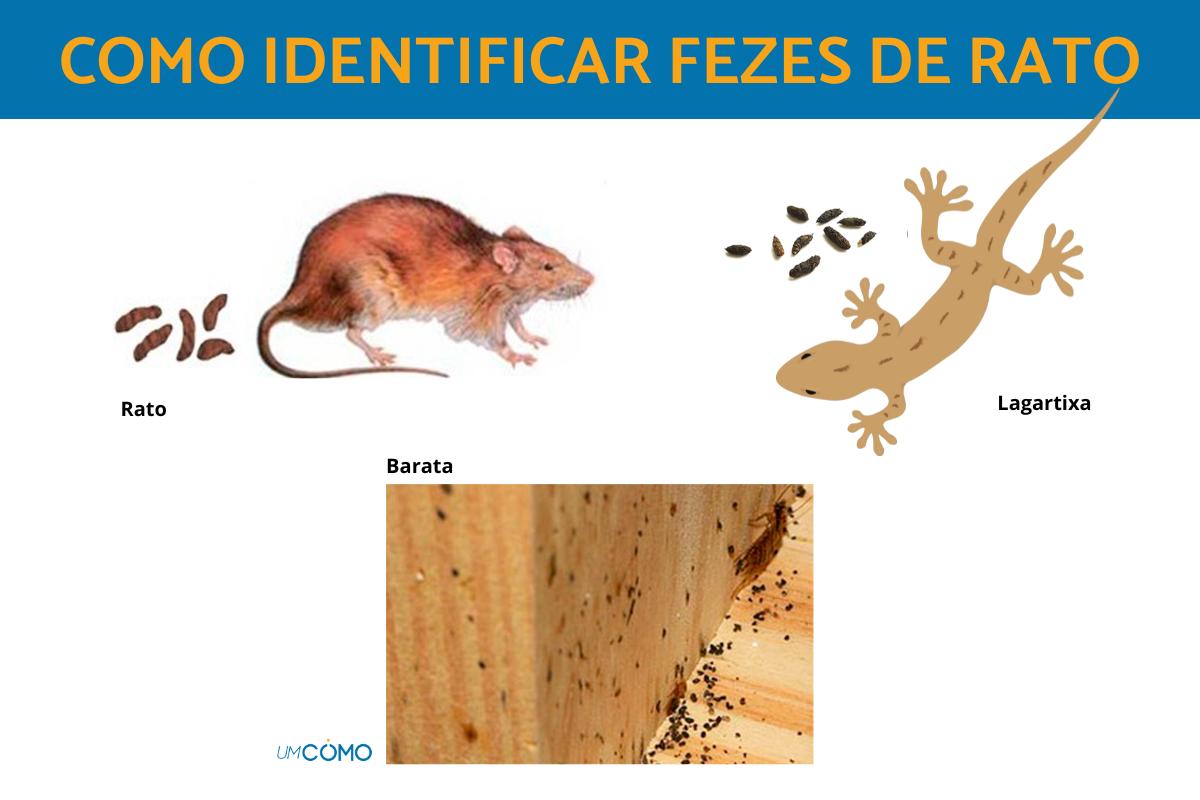 Como identificar fezes de rato