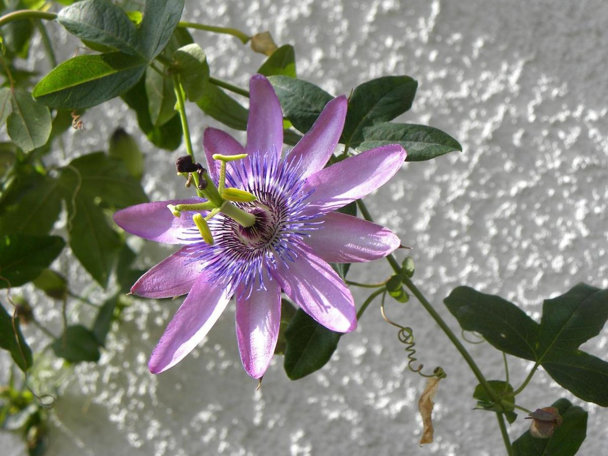 Como usar a passiflora em crianças