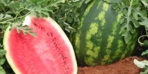 Como plantar melancia