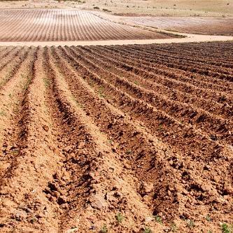 Como plantar melancia - Passo 1