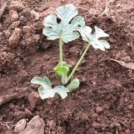 Como plantar melancia - Passo 4