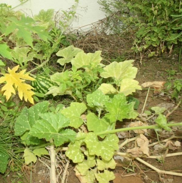 Como plantar melancia - Passo 5