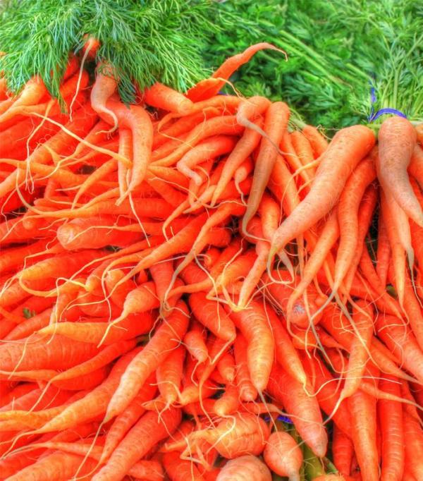 Como conservar as cenouras frescas