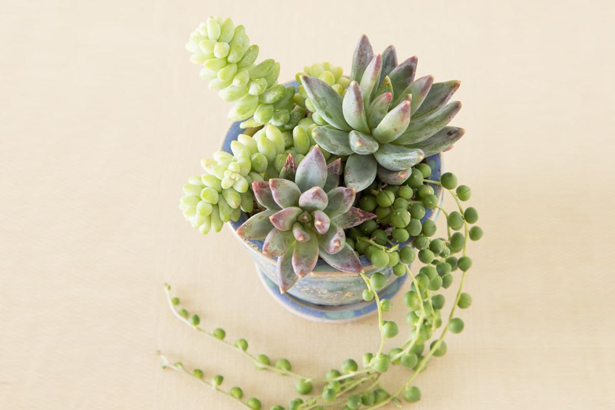 Como cuidar de suculentas pendentes