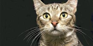 Como tratar os cálculos na bexiga nos gatos