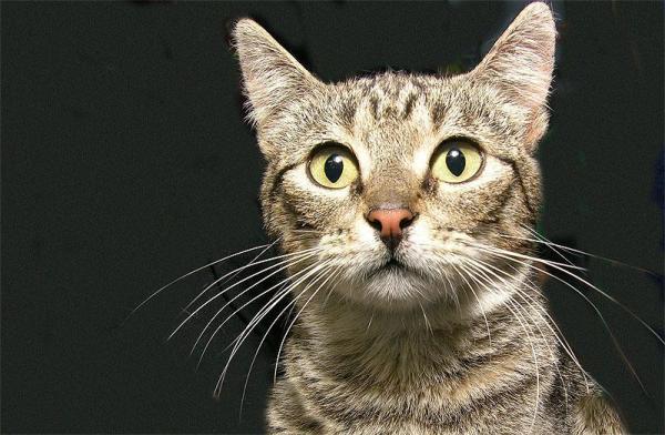 Como tratar os cálculos na bexiga nos gatos