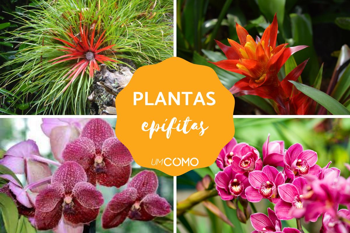 O que são plantas epífitas