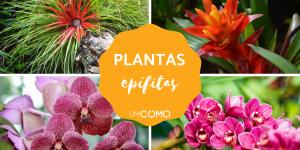 O que são plantas epífitas