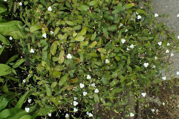 Como cuidar da planta véu de noiva - Características da planta véu de noiva