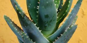 Como cortar as folhas do Aloe Vera