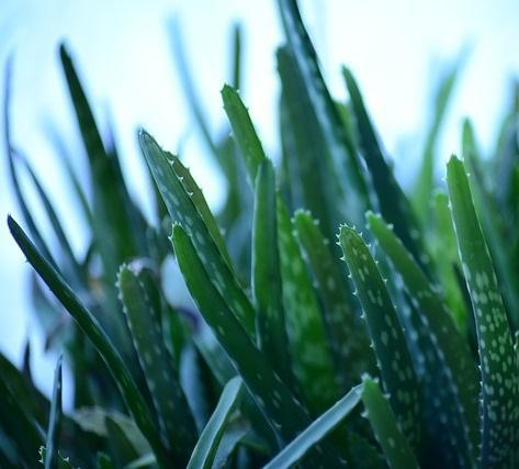 Como fazer uma máscara facial com aloe vera - Passo 2
