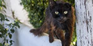 Como saber se o meu gato tem tinha