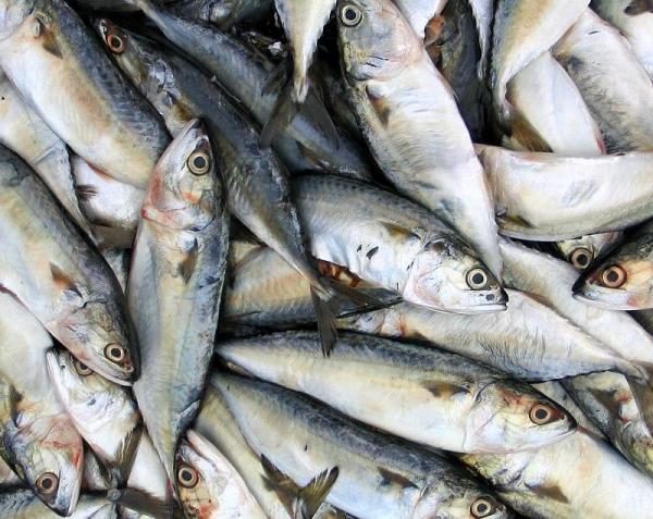 Como saber se a sardinha está estragada