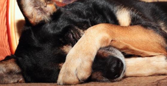 O que pode comer um cão quando está vomitando