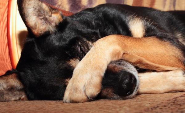 O que pode comer um cão quando está vomitando