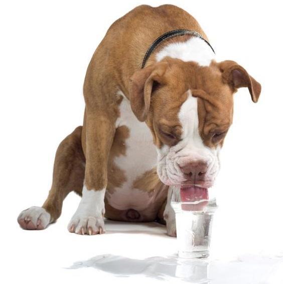 O que pode comer um cão quando está vomitando - Passo 1