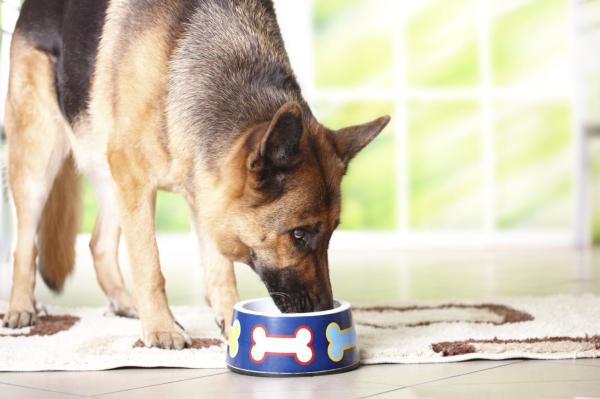 O que pode comer um cão quando está vomitando - Passo 3