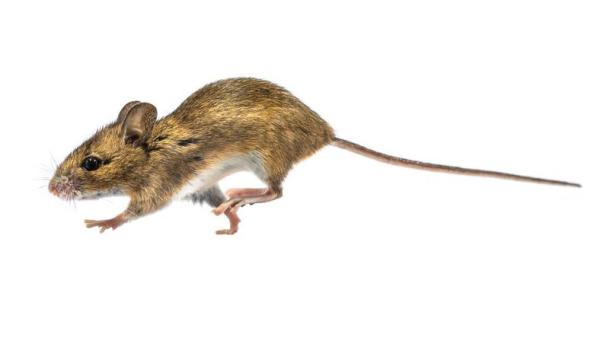 O que significa sonhar com camundongo - O que significa sonhar com camundongos em casa