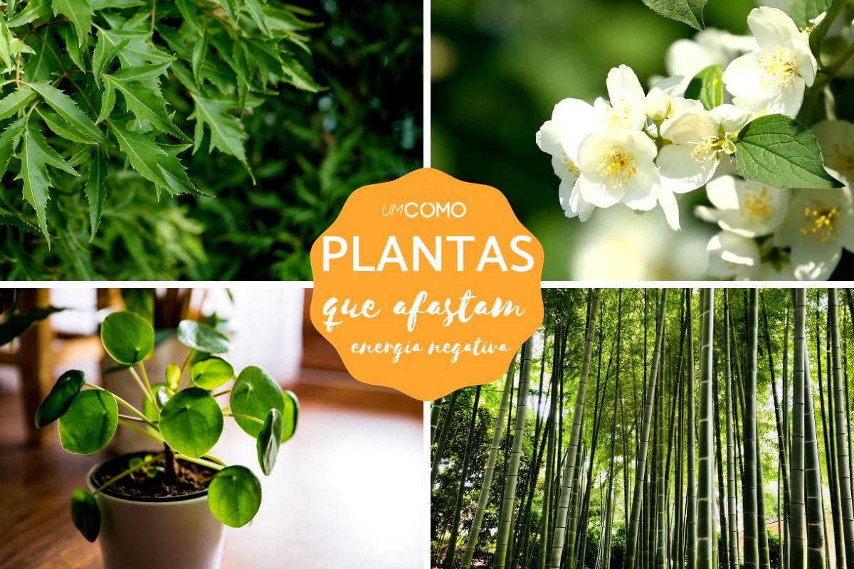 Plantas que absorvem energia ruim