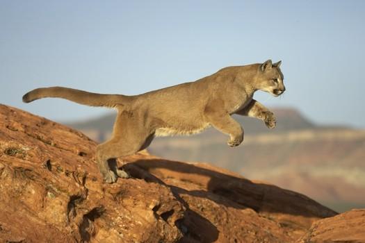 Quais são os animais que mais saltam do mundo - O animal que mais salta do planeta