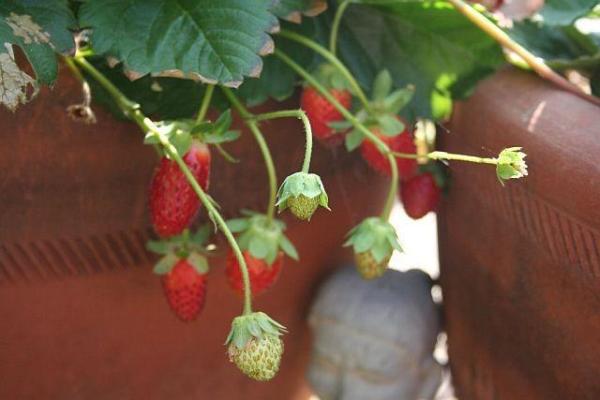 Como cultivar morangos em vasos