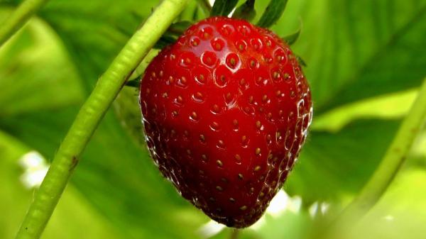 Como cultivar morangos em vasos - Cuidados das plantas de morango