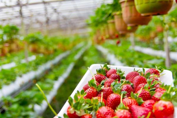 Como cultivar morangos em vasos - Plantar os morangos