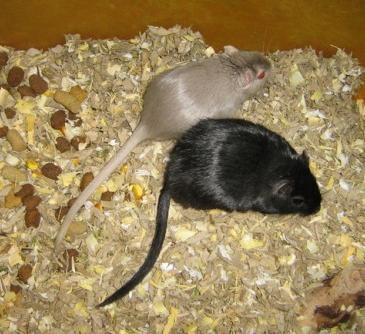 Porque ter um gerbilo ao invés de um hamster