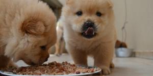 O que fazer se meu cachorro não mastiga a comida
