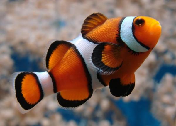 Como os peixes se reproduzem - Segundo a tipologia