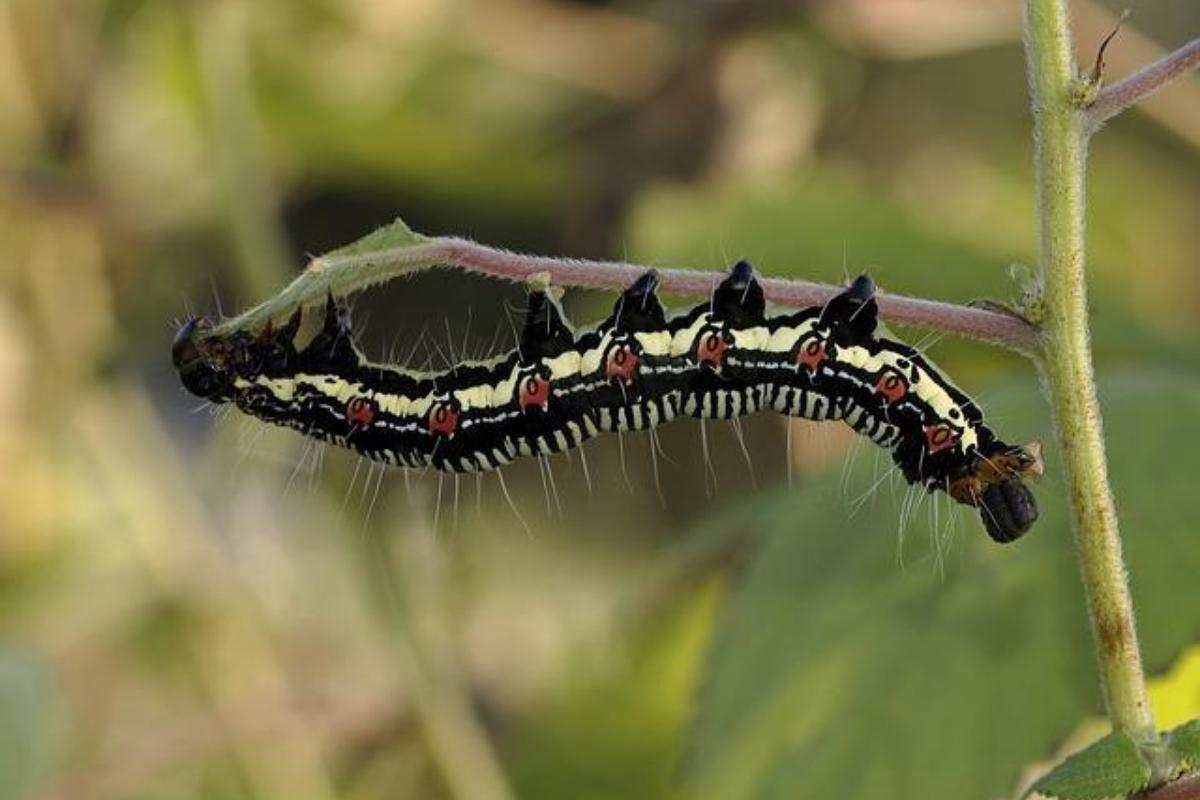 Como acabar com lagartas nas plantas