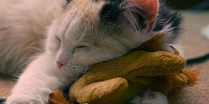 Como cuidar de um gato recém-nascido 