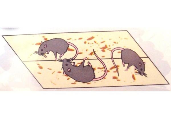 Como fazer uma ratoeira adesiva - Passo 2