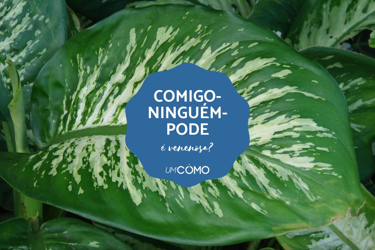 A planta comigo-ninguém-pode é venenosa?