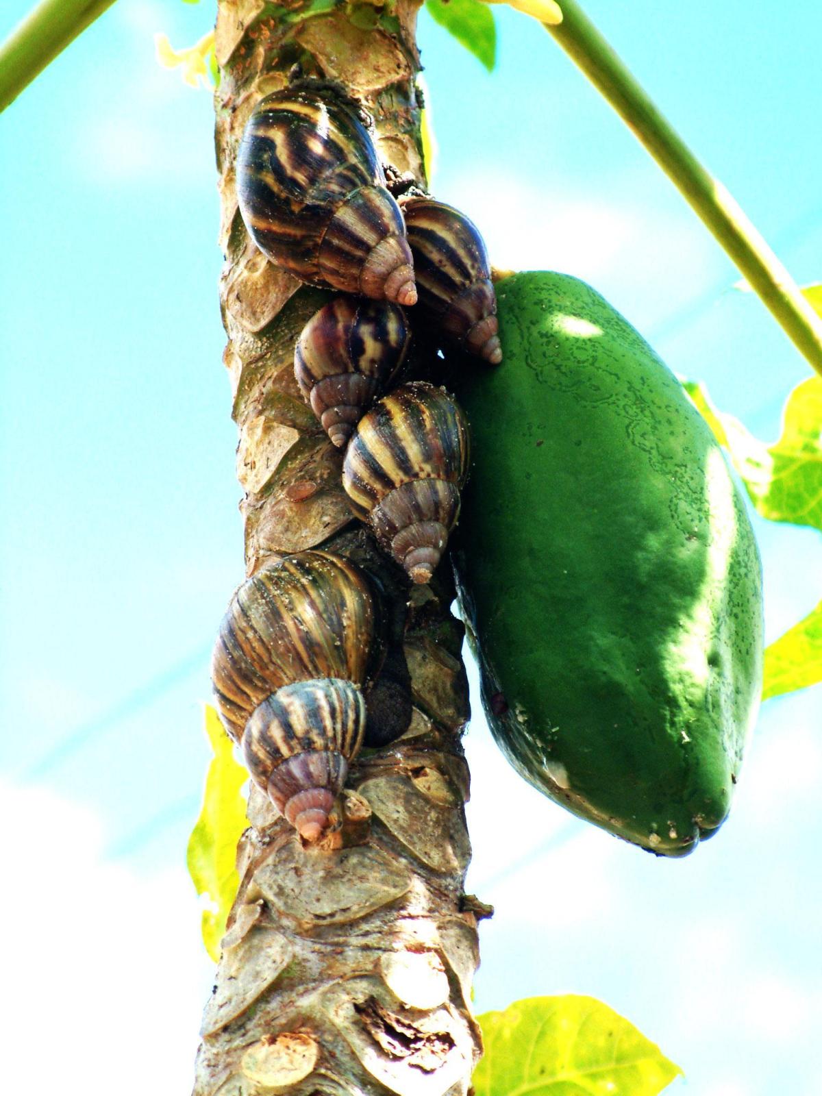 Como controlar pragas de forma natural